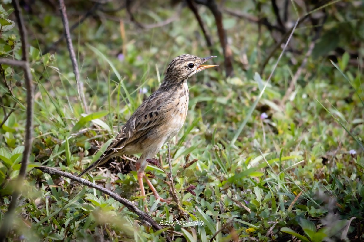 ErikDing868's tweet image. #paddyfieldpipit 

#birds #birdwatching #bird #nature #birdphotography #birdsofinstagram #wildlife #naturephotography #birding #wildlifephotography #birdlovers #photography #naturelovers #birdstagram #birdlife #canon #animals #bestbirdshots #photooftheday #BBCWildlifePOTD