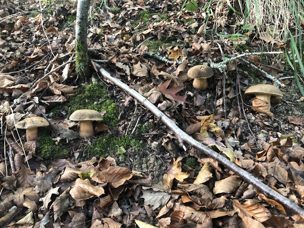 PedroAierbe's tweet photo. Badago garai hontan mendian zer bilatu eta disfrutatu… 
#beasain #boletus #ontto #onttobeltza #boletusaereus #naturaleza #nature https://t.co/T3bIivZL0q