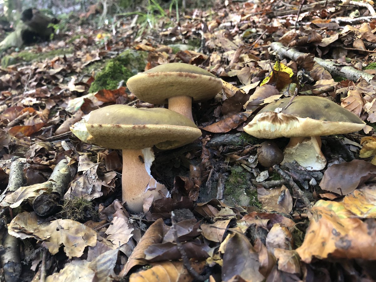 PedroAierbe's tweet photo. Badago garai hontan mendian zer bilatu eta disfrutatu… 
#beasain #boletus #ontto #onttobeltza #boletusaereus #naturaleza #nature https://t.co/T3bIivZL0q