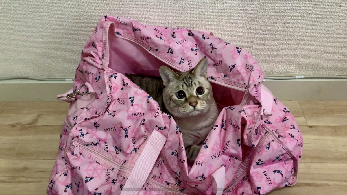 かばんに隠れる猫が可愛すぎた🐈

youtu.be/taW-OG-Sdm4