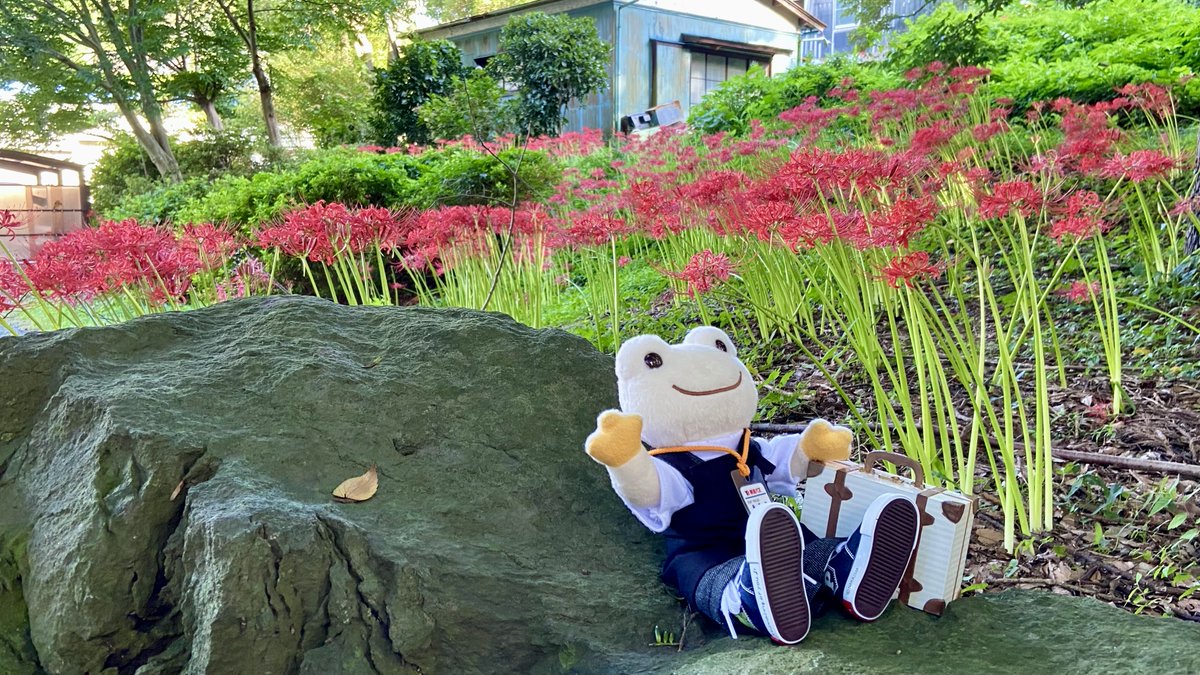pickles_TB's tweet photo. たくさん歩いて疲れちゃったから一休み💦
撮影場所📷伊東市池地区
#かえるのピクルス #東海バス #picklesthefrogs #tokaibus #Bonmoment_ito #ボンモモン伊東 #彼岸花 https://t.co/iyrSq91t3H