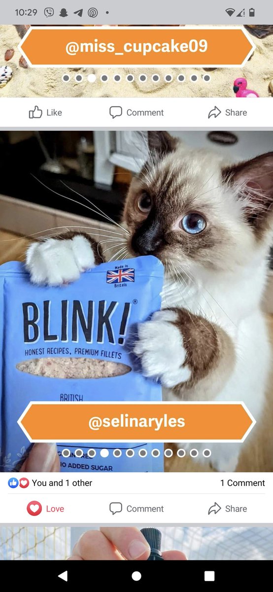 Hugo Fluffybutt - the Cat tweet media