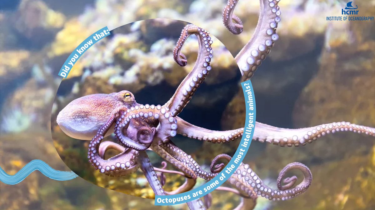 HcmrInOcean's tweet photo. 🐙#Octopuses are the most #intelligentcreatures of the #aquaticworld. They solve problems, use #defensivetools like #coconutshells to fool their enemies,are clever enough to escape from #aquaria and they can rapidly change #skincolor,#texture & #shape to match their surroundings. https://t.co/Tz8h9bbcd2