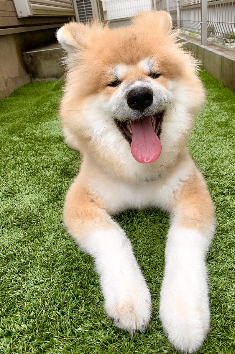 そういえば今日誕生日なのでパンやケーキやピザを食べ、犬を撫でます🐕
10年前にコミ劇でエッセイ入賞してから色々あって現在に至るので、なんか
感慨深いです 