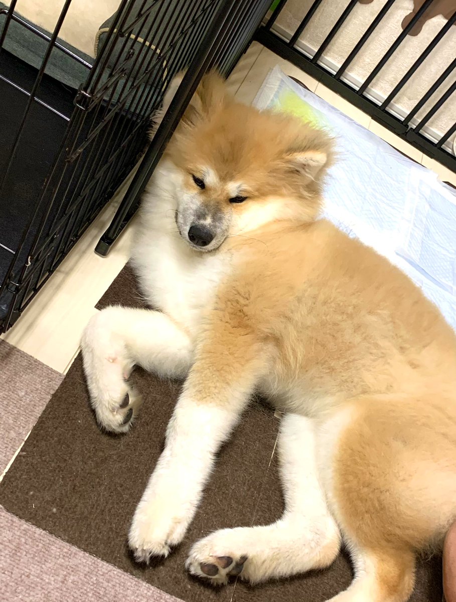そういえば今日誕生日なのでパンやケーキやピザを食べ、犬を撫でます🐕
10年前にコミ劇でエッセイ入賞してから色々あって現在に至るので、なんか
感慨深いです 