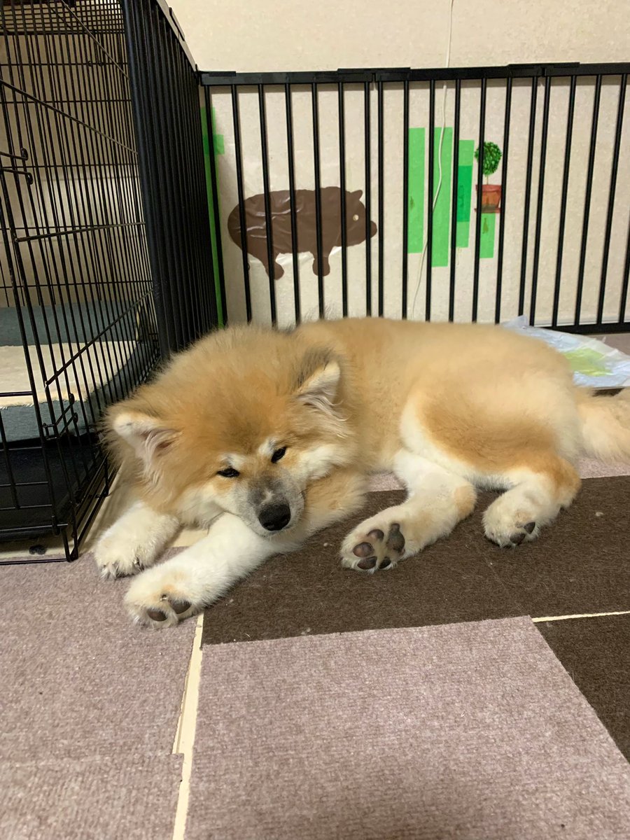 そういえば今日誕生日なのでパンやケーキやピザを食べ、犬を撫でます🐕
10年前にコミ劇でエッセイ入賞してから色々あって現在に至るので、なんか
感慨深いです 