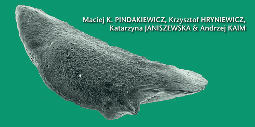 Publi_MNHN's tweet photo. [#Palevol] First Cretaceous cephalopod statoliths fill the gap between Jurassic &amp; Cenozoic forms.

🔗 https://t.co/wA5qPQuGaz
✒️ Maciej K. Pindakiewicz et al.
#FossilFriday #cephalopod #Statolith #Cretaceous #Jurassic #Cenozoic #MicroFossils #Speeton #Valanginian https://t.co/wIlQcWnRDM