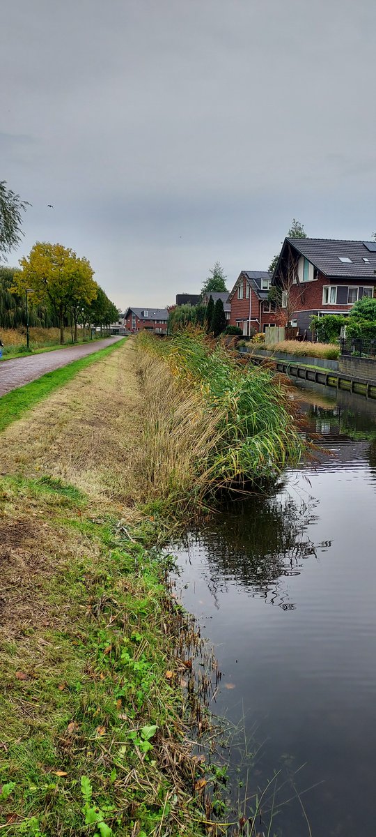 MirandaLub's tweet photo. @gemVeenendaal hallo team, is er een reden waarom dit zo is gemaaid? Het maakt het beeld niet mooier langs de Polderweg. #veenendaal https://t.co/n8kXMIWVzM