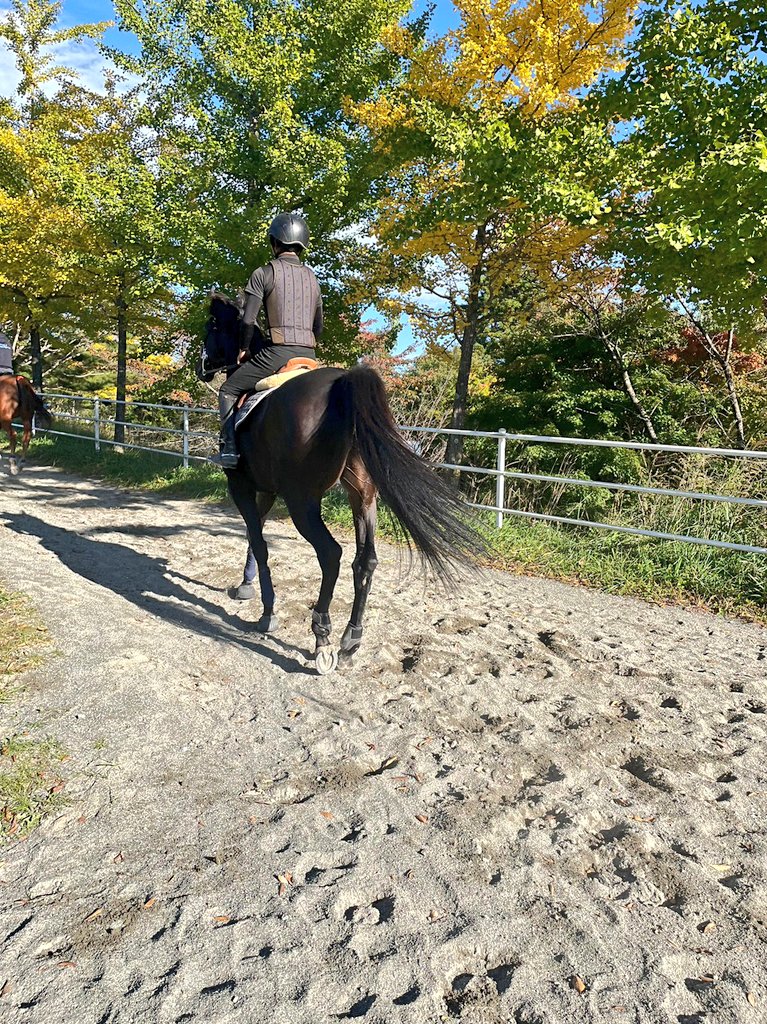 本日の結果です!
『中障害飛越D(110cm)非公認(12人)』
6位 #ターゲリート🐴
走行タイム75.73 タイム減点0 障害減点4 総減点4
11位 #ビリーヴマイン🐴
走行タイム96.16 タイム減点20 障害減点4 総減点24
#麻布大学
#麻布大学馬術部