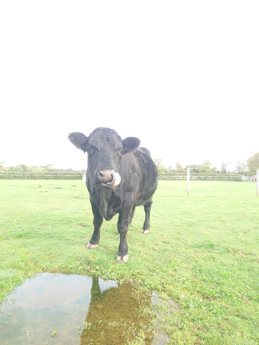 ParizeCody's tweet image. A beautiful morning on the farm 🌞#dextercow #horsegirl #farming #FarmLife
