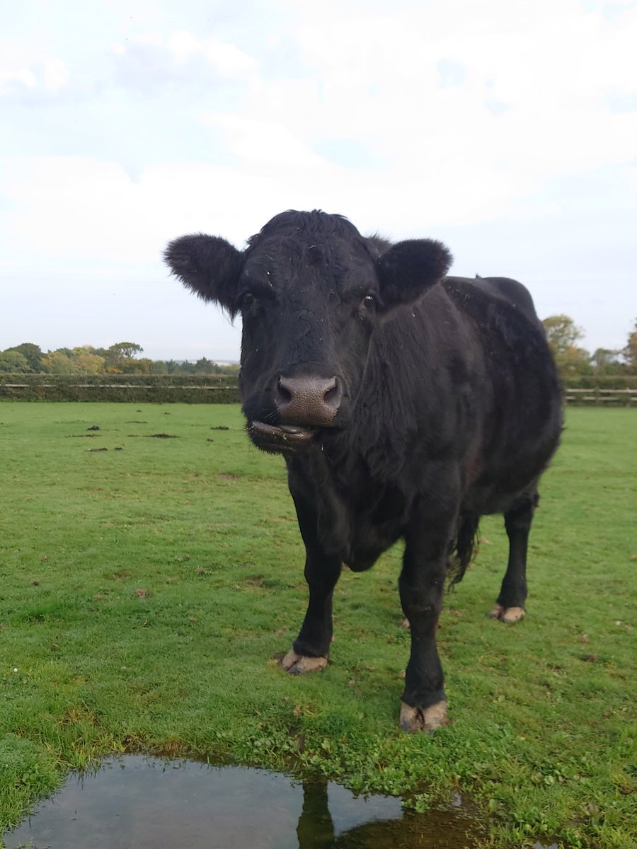 ParizeCody's tweet image. A beautiful morning on the farm 🌞#dextercow #horsegirl #farming #FarmLife