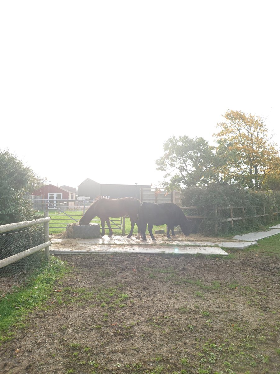 ParizeCody's tweet image. A beautiful morning on the farm 🌞#dextercow #horsegirl #farming #FarmLife