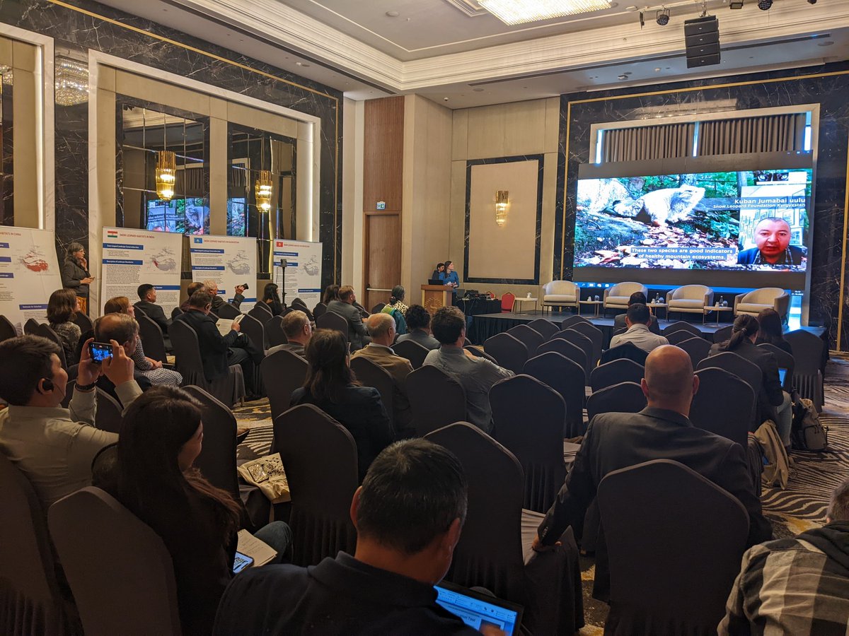 Snow leopard and Pallas's cat #Manul share the same habitat and threats. Thrilled that Pallas's Cat International Conservation Alliance (PICA) is presenting at <a href="/gslep_program/">GSLEP_Secretariat</a> meeting in #Bishkek #Kyrgyzstan.