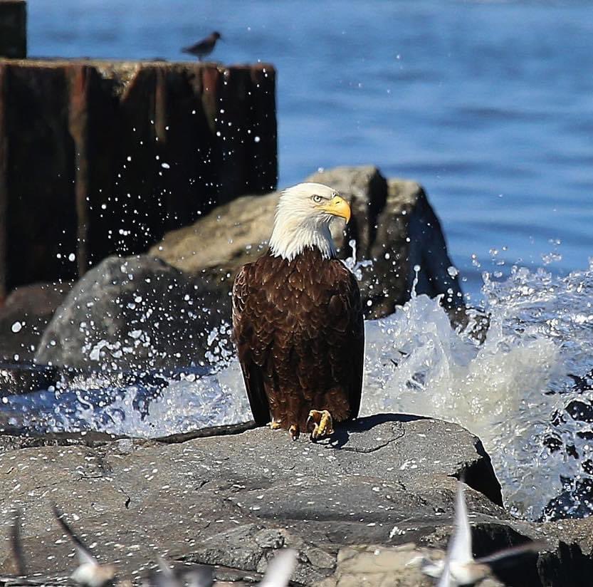 Dave Callahan spotted this majestic bald eagle on the rocks in Garden City. Whatever caught it’s eye better run/fly like heck! Awesome photo!
