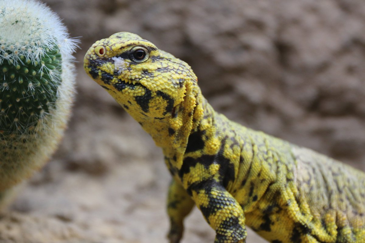 Indianapolis Prize (@indyprize) on Twitter photo Happy #ReptileAwarenessDay! According to the <a href="/IUCNRedList/">IUCN Red List</a>, at least 21% of all reptile species globally are threatened with extinction. Today, we celebrate conservation heroes who work to save these often misunderstood cold-blooded vertebrates. Learn more→bit.ly/3z0m313 Happy #ReptileAwarenessDay! According to the <a href="/IUCNRedList/">IUCN Red List</a>, at least 21% of all reptile species globally are threatened with extinction. Today, we celebrate conservation heroes who work to save these often misunderstood cold-blooded vertebrates. Learn more→bit.ly/3z0m313