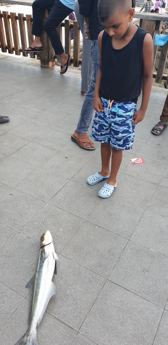 handhaan's tweet photo. މިއީ   އާންމުކޮށް  ރާއްޖެއިން ފެންނަ  މަހެއްތޯ؟  ކޯބިއާ  ނަމަކަށް ކިޔާ  މި މަސް  މިއަދު  ބާނާފަ. ކާން ކަމުދާނެބާ؟ https://t.co/UuQQLRhjEa