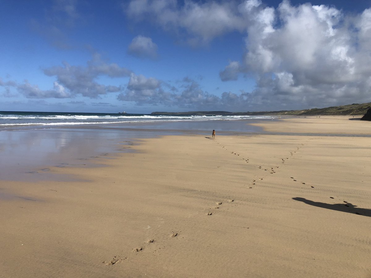 SusanSaville3's tweet photo. @lou_stott @MrAndrewCotter Yes Soozie the Lurcher loves to run on the beach but won’t go in the big scary sea https://t.co/rx2QQcXmTB