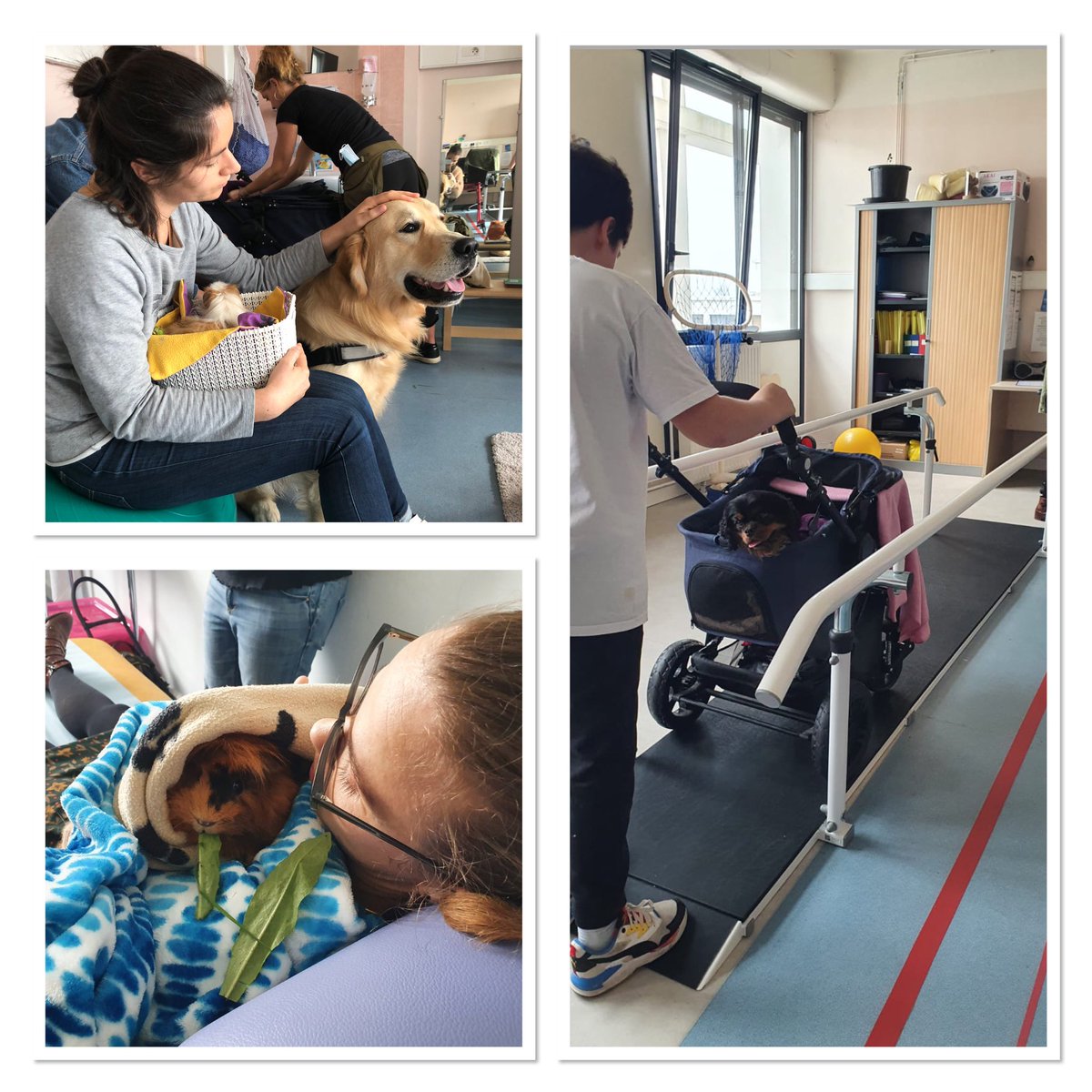 Vis ma vie de #MPRpediatrique : cette semaine formation de toute l’équipe du #SMRPediatrique à la #MediationAnimale! Prochaine Étape, voir si Paulette🐹Penfret🐹 Nala🐹Gotham🐶 sont de bon candidats pour rencontrer les enfants du service et aider aux soins!
#handicape #autonomie