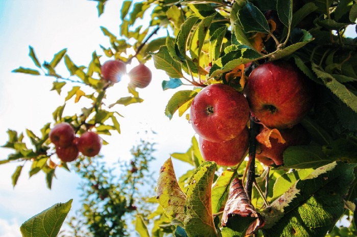 It's #NationalAppleDay! Let's dive into NC apple history and how our historic site The Southern Heritage Apple Orchard at Horne Creek Farm is working to preserve heritage varieties. 

Read more here: bit.ly/3lDvayh
