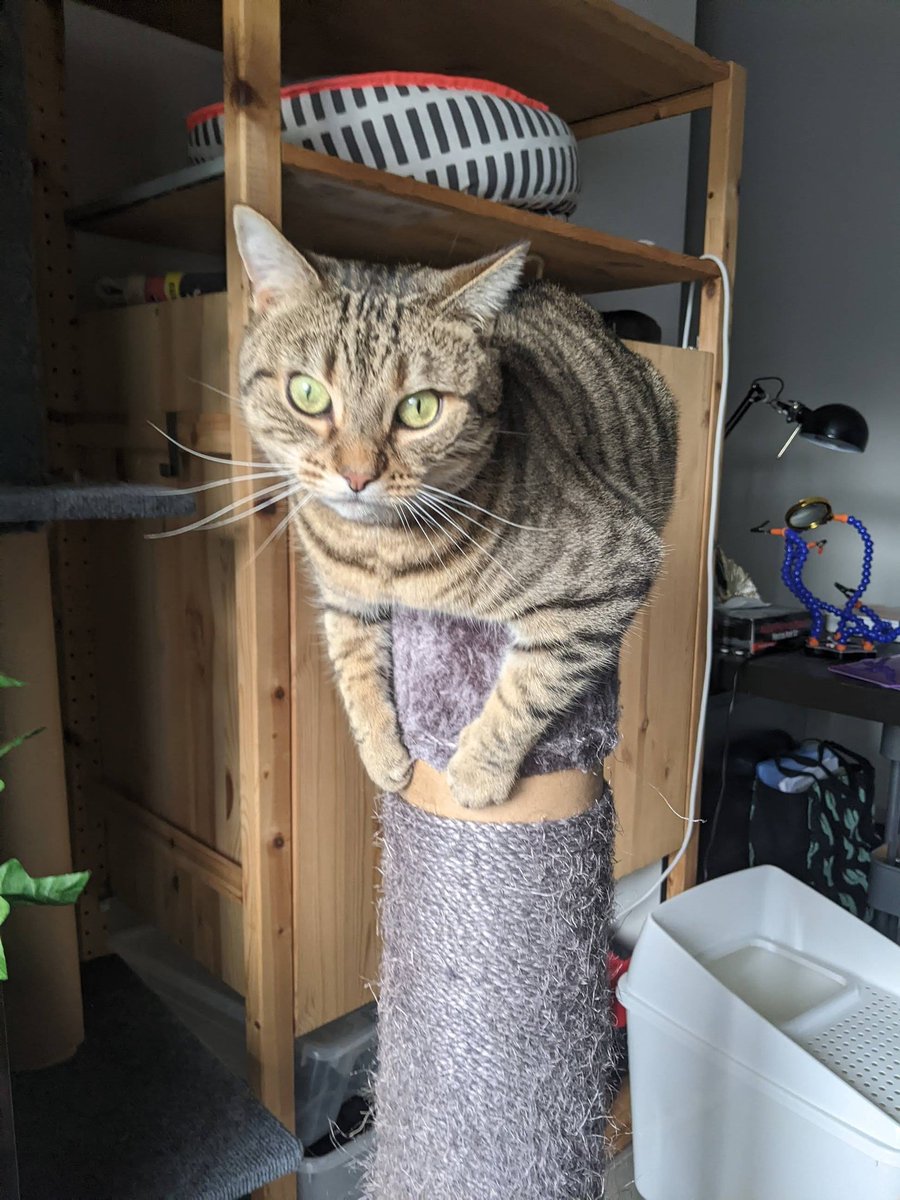 GM Nattious tweet media