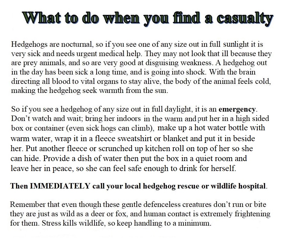 A hedgehog out in the open in the day is sick. It's unnatural behaviour for a nocturnal animal. Please don't ignore her, or tuck her away, or bring her indoors and try to feed her better. She's dying. It's an emergency. Only a rescue can save her life. Please be her ambulance.