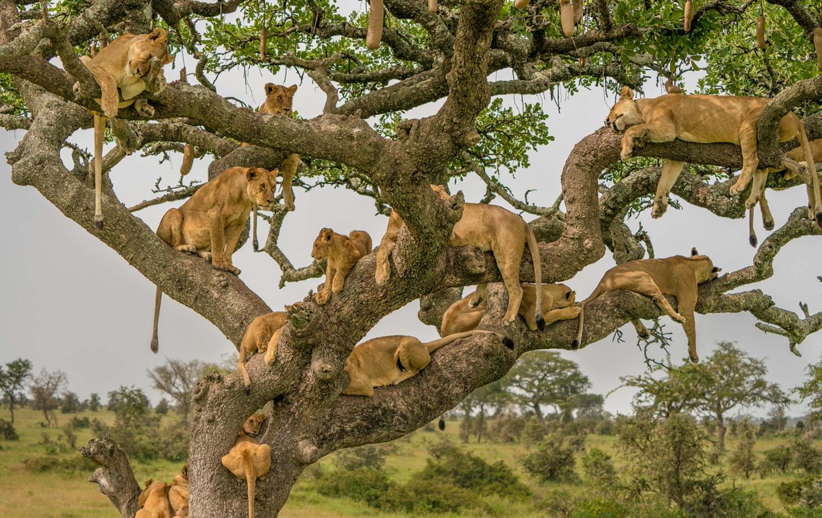 jairosadventur1's tweet photo. Wish you a happy Friday!
#happyfriday #serengetinatinalpark #travelphoto #savanahplains #traveladdict #travellovers #triptanzania #tanzaniasafari #placetogo #naturalwonders #tanzaniaatraction #visittanzania #fridaypic https://t.co/UpGdaZ5yJz
