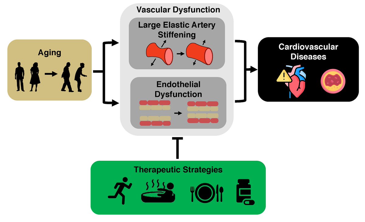JCA_Journal's tweet photo. 🤩📜"Promoting healthy cardiovascular aging: emerging topics"
👤from Dr. Matthew J. Rossman et al. published in @JCA_Journal supported by @NihalWilde 
🔗Full text：https://t.co/XLPK7VKhxz
#nutrition #oxidativestress #inflammation #arterialstiffness #CVD https://t.co/XOXkgeAgj1