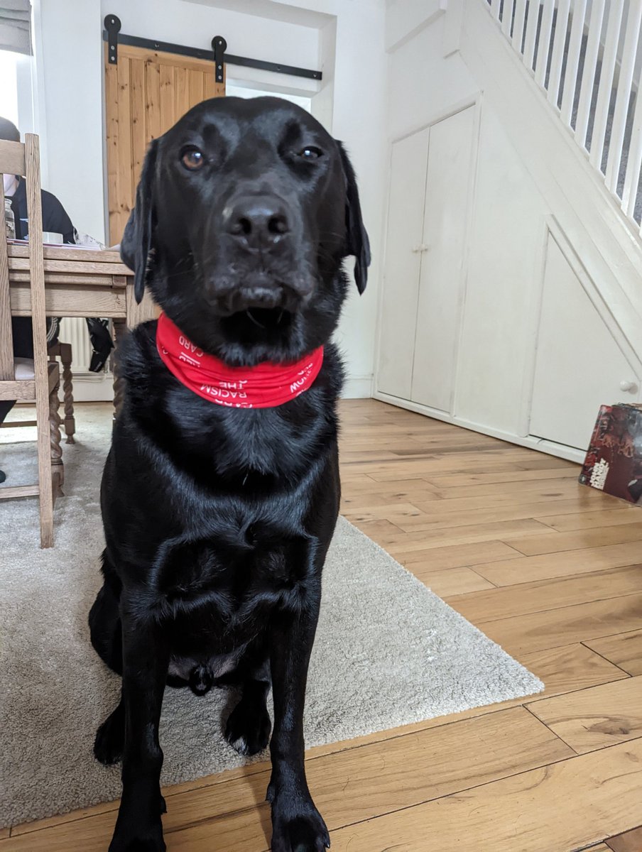 katetaymills's tweet photo. Wear Red Day is a chance for us to show that there are more of us willing to challenge racism and reflect on ourselves... Ziggy Stardust is serious about #WRD22 ! #dogsofWRD22 #showracismtheredcard https://t.co/M8YhOkFzc7