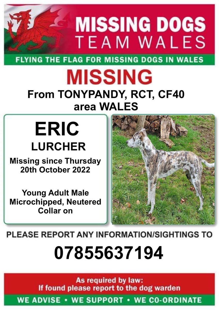 missingdogwales's tweet photo. ‼️ERIC A YOUNG ADULT MALE #LURCHER MISSING FROM #TONYPANDY AREA #RCT #CF40 #WALES
♦️Since Thursday 20th October ♦️
Eric had a Brown collar on and he is also MICROCHIPPED & NEUTERED
SO PLEASE LOOK OUT FOR HIM . https://t.co/Cc7q7opfxA
