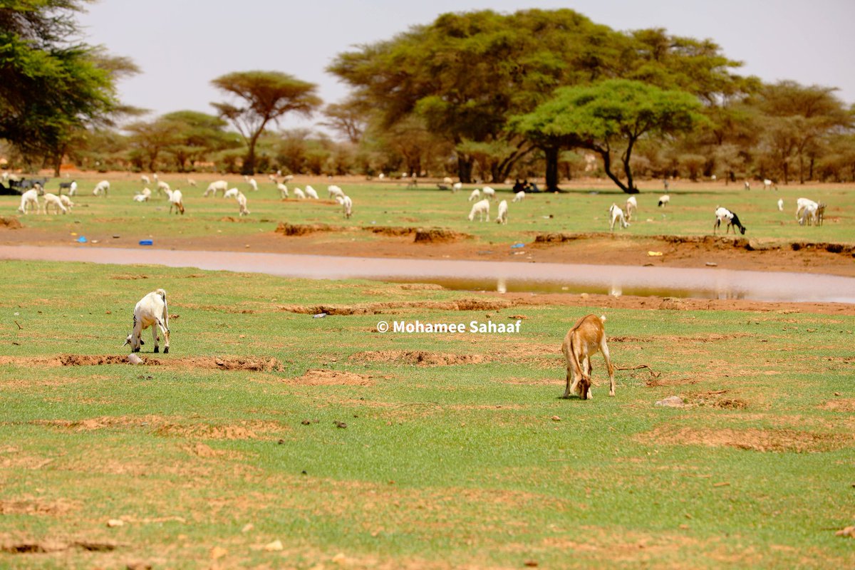 MohSahaaf's tweet photo. The view of the city of #Dhahar today in the #Somali Upper Country. https://t.co/M1mGrdhBg3