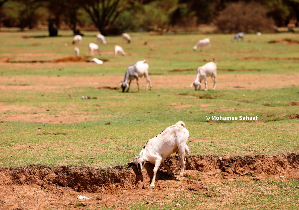 MohSahaaf's tweet photo. The view of the city of #Dhahar today in the #Somali Upper Country. https://t.co/M1mGrdhBg3