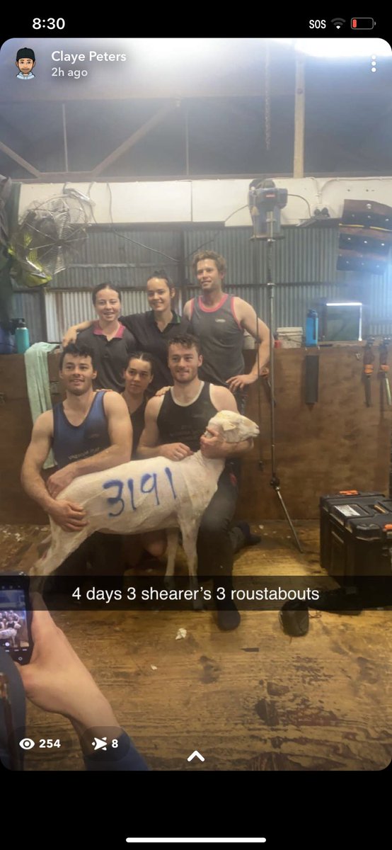 ClayePeters's tweet photo. To top it off these sheep are mules free, Bout time we get rid of the stereo type that once ya go mules free you won’t get shearer’s, and bloody good shearer’s aswell #modernmerino #breedforbetter https://t.co/ttIP7ph065
