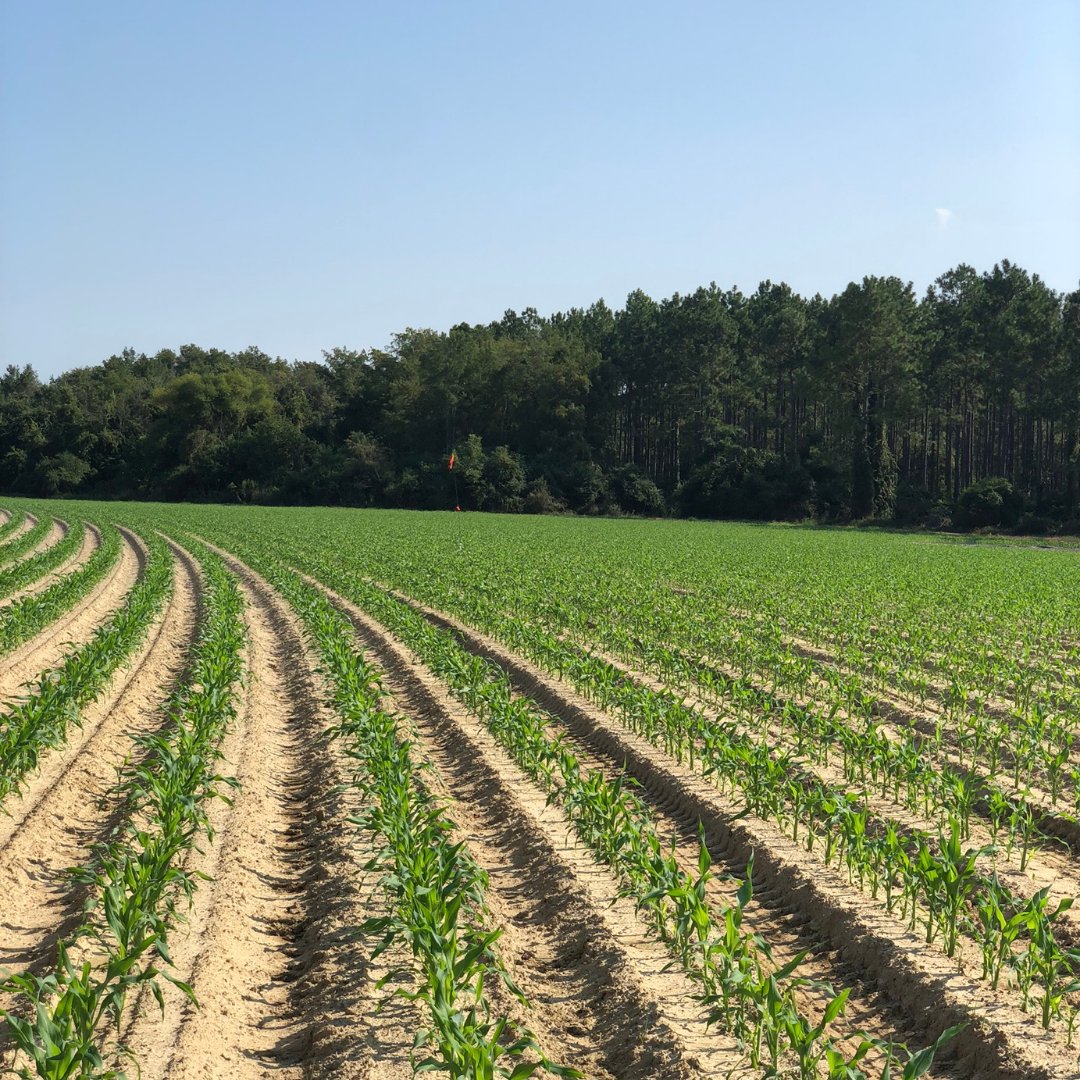 trellis_inc's tweet photo. It's #farmpicfriday! See if you can spot the Trellis station in the distance!
#Trellisinc #farming #growmoreuseless #irrigation #agtwitter https://t.co/vrWrwjJa1M