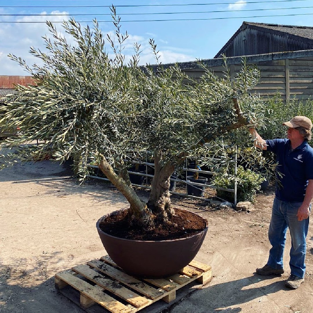 Villaggio Verde tweet media