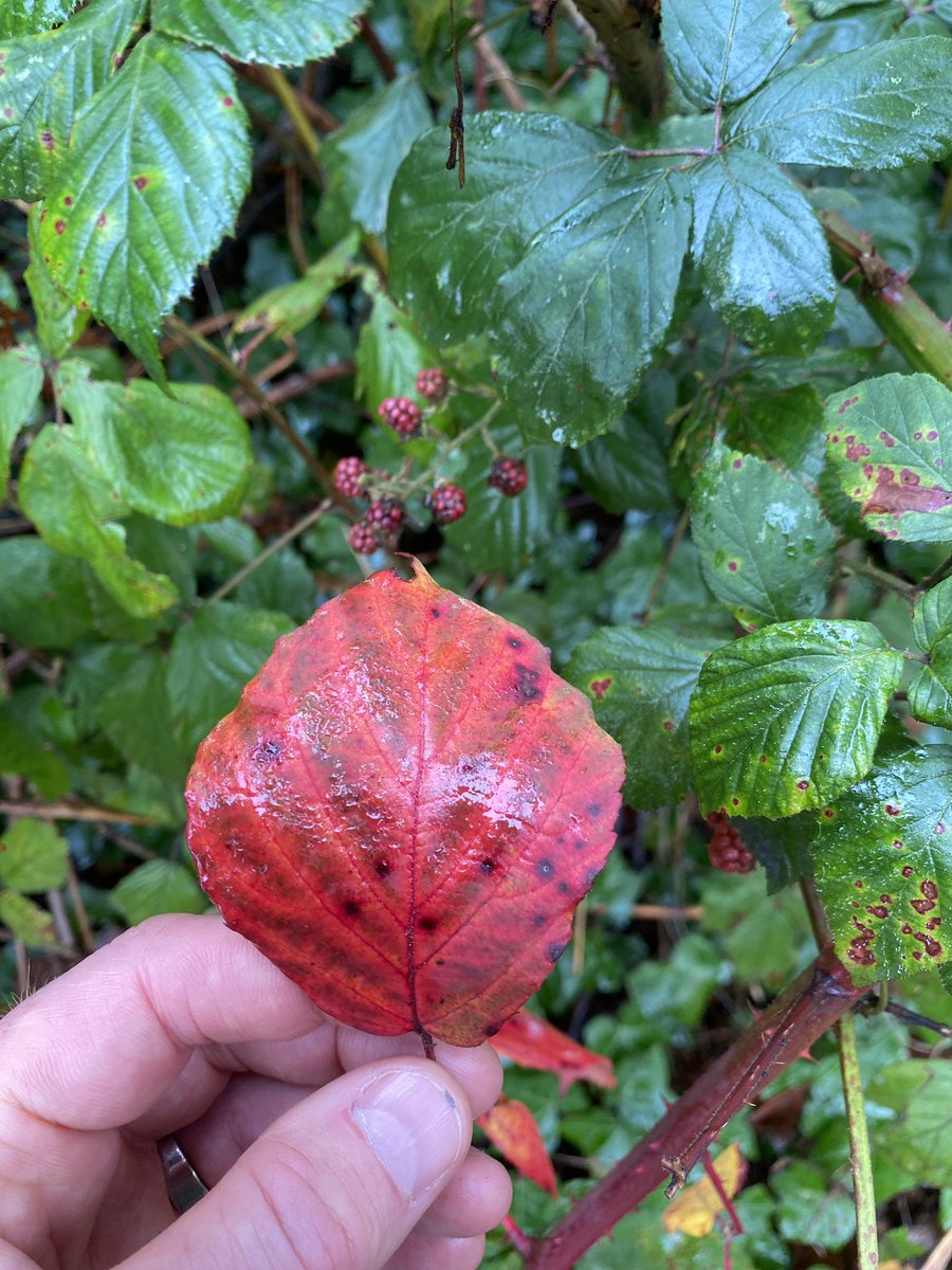 NC_debenbuoy's tweet photo. Such a beautiful time of year especially when you take time to notice the detail. Loving #LeafRelief @Lucy_Lapwing. Simple pleasures. Hawthorn, birch, bramble &amp; dogwood. The hawthorn clearly thinks we’re halfway through autumn 😉 https://t.co/QVLgPggF1j