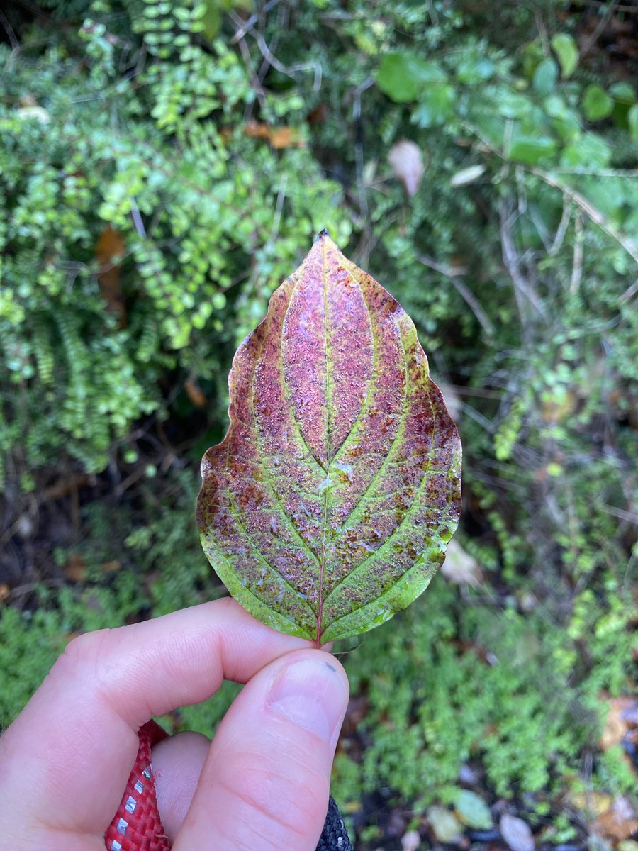 NC_debenbuoy's tweet photo. Such a beautiful time of year especially when you take time to notice the detail. Loving #LeafRelief @Lucy_Lapwing. Simple pleasures. Hawthorn, birch, bramble &amp; dogwood. The hawthorn clearly thinks we’re halfway through autumn 😉 https://t.co/QVLgPggF1j