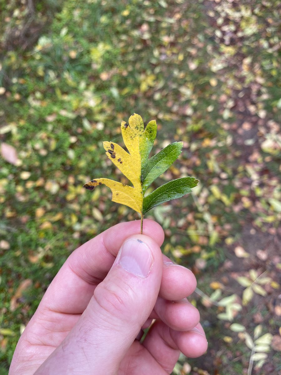 NC_debenbuoy's tweet photo. Such a beautiful time of year especially when you take time to notice the detail. Loving #LeafRelief @Lucy_Lapwing. Simple pleasures. Hawthorn, birch, bramble &amp; dogwood. The hawthorn clearly thinks we’re halfway through autumn 😉 https://t.co/QVLgPggF1j