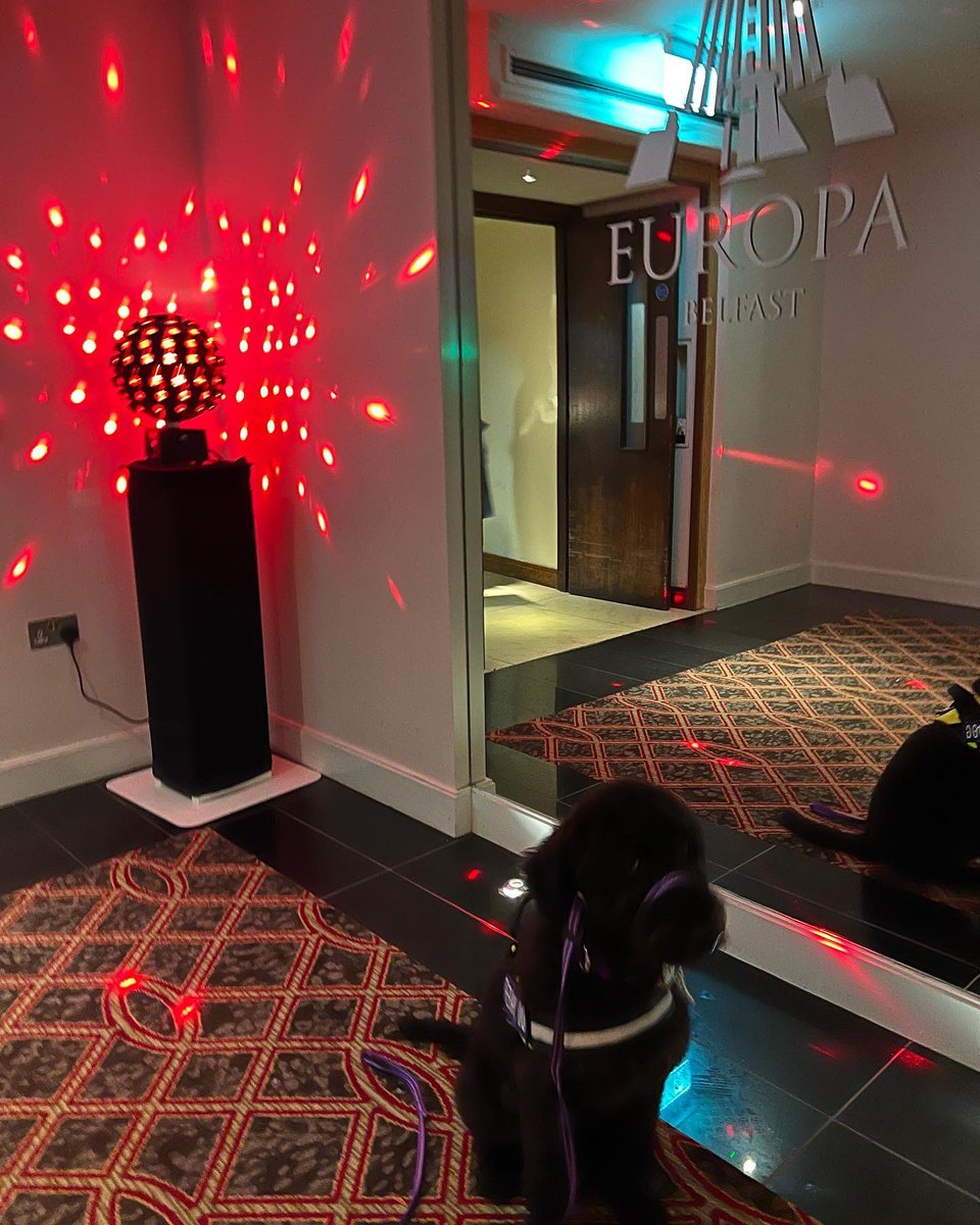 Molly has arrived <a href="/europahotel/">Europa Hotel Belfast</a> for the @AwareNI Investors in Mental Health Awards 2022 celebrating the amazing work going on in Cedar Lodge School <a href="/Education_NI/">Education NI</a> <a href="/ADNIDOGS/">assistancedogsni</a> <a href="/Ed_Authority/">Education Authority</a>
