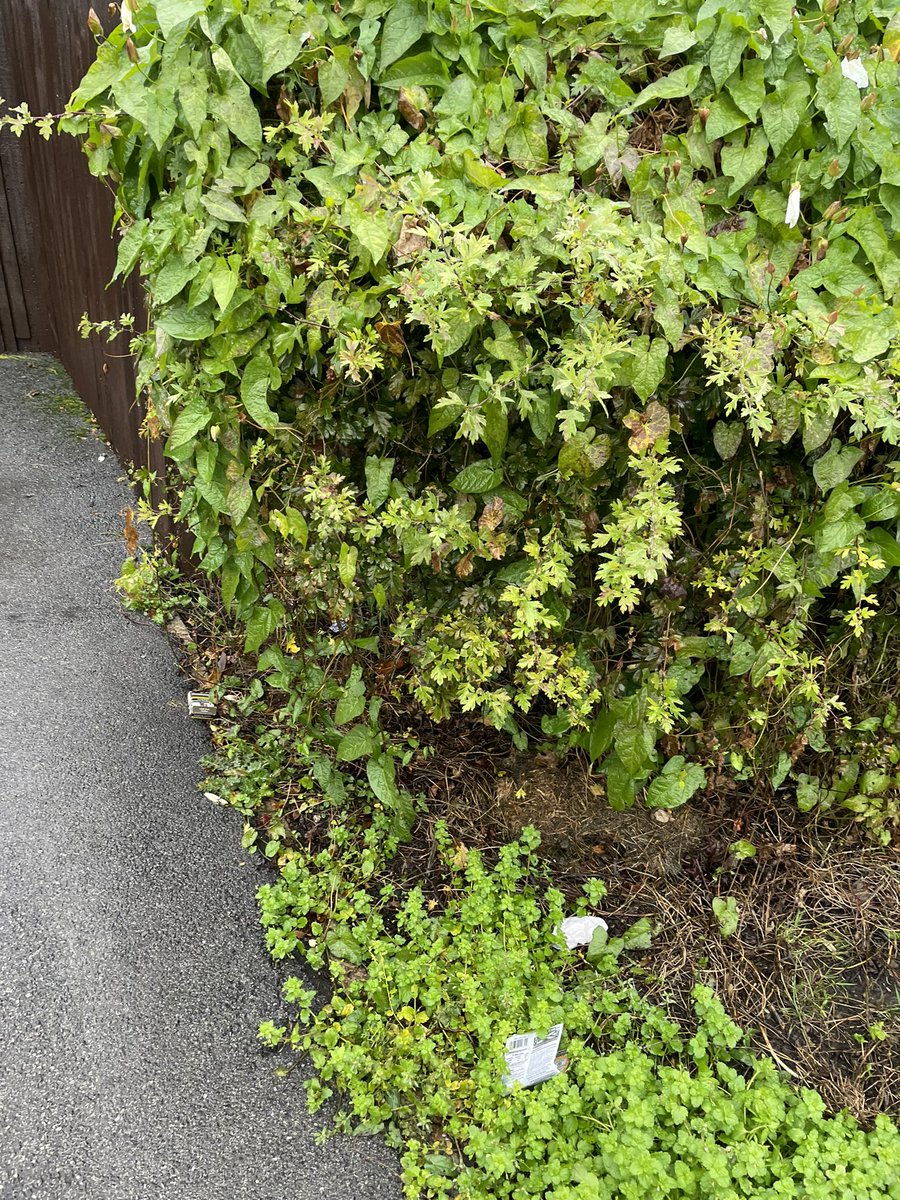 ameliesnaps's tweet photo. @sccstreetsahead @HelpSheffield @Ameyplc @JoeOttenX Hello, what’s going on with the public bin collection in Norton Lees? There are 3 bins, overflowing with litter particularly dog poo bags scattered on the pavement &amp; field. They haven’t been emptied in two weeks. @SheffCouncil https://t.co/dT5MGoIeH9