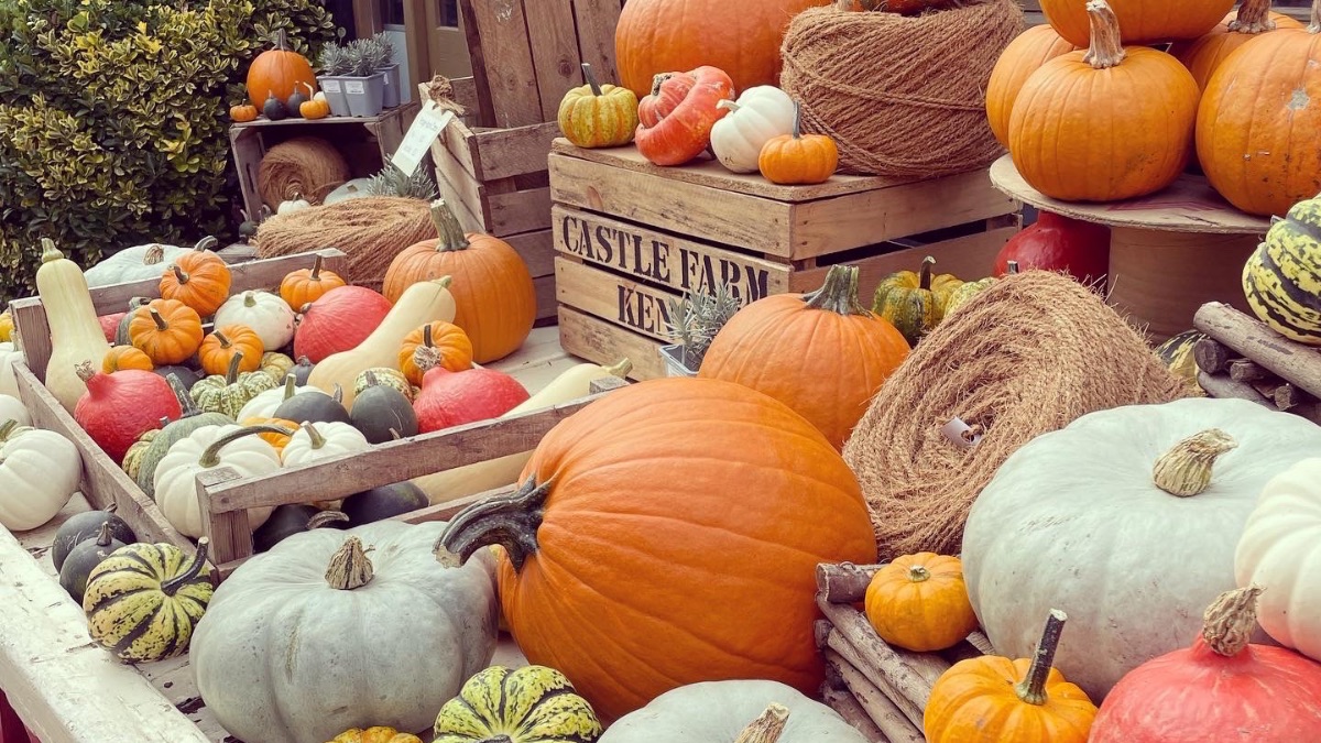 Castle Farm, Kent tweet media