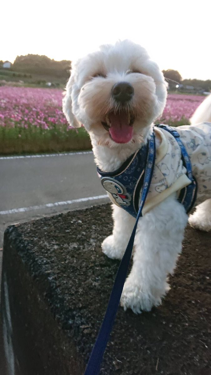 mocomaru502's tweet photo. コスモス散歩🚶‍♀️💐

#まるぷー https://t.co/LRlw5WqUzr
