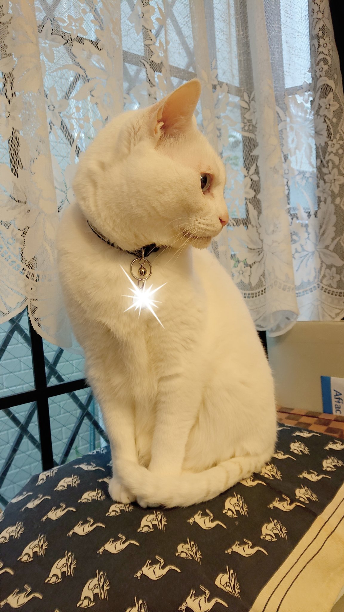 ふわりん☆彡様専用 猫ちゃんの秘密基地 アカシア材 | michiemee.ca