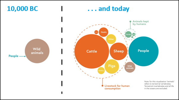 Fast forward to today. Our population has swollen to 7.8BN. As we thrived, almost all other forms of wildlife went into decline. Our pets weigh almost as much as all wild animals. The weight of animals bred for food is now more than 10X the weight of all wild animals. 3/