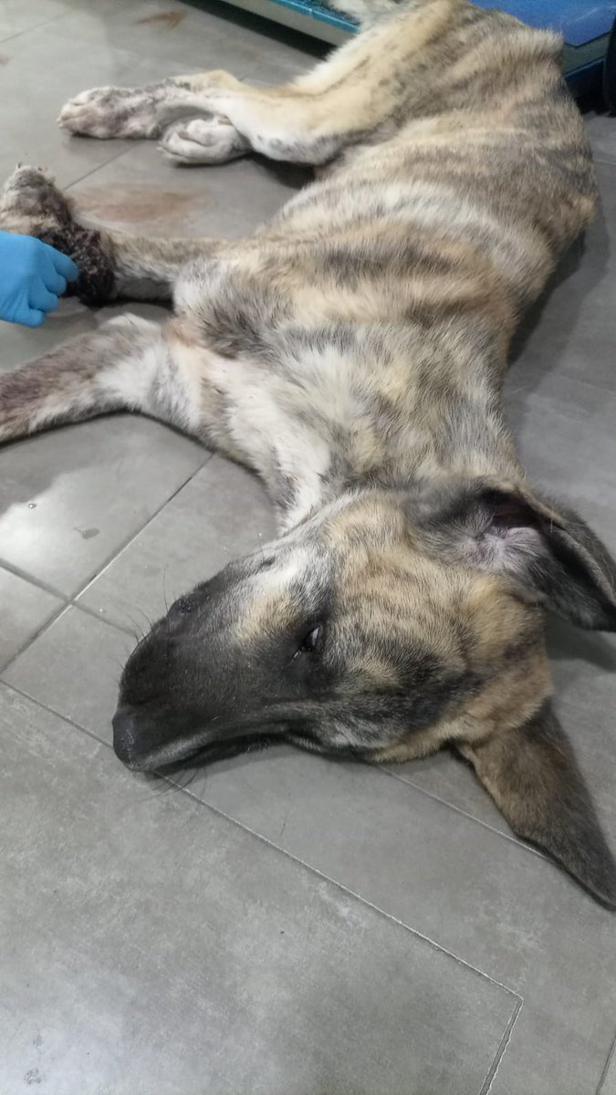 ProtectoraQSDA's tweet photo. Nos avisan de un mastín en muy mal estado, varios voluntarios se acercan al lugar, lo q encuentran es sobrecogedor. Lo recogen y al veterinario. El resultado, amputación de la pata. El culpable, UN LAZO!!!!. Esto no puede quedar impune. @guardiacivil @MedioAmbAND 
@HoraJaen 👇 https://t.co/gTUqJpsFRS
