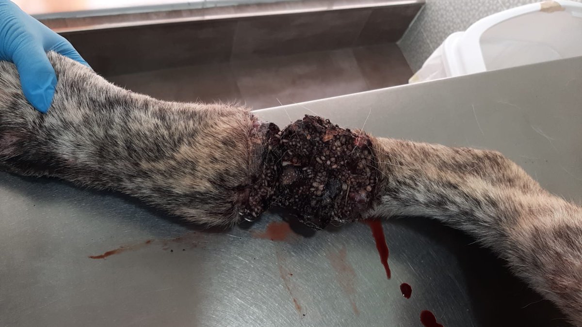 ProtectoraQSDA's tweet photo. Nos avisan de un mastín en muy mal estado, varios voluntarios se acercan al lugar, lo q encuentran es sobrecogedor. Lo recogen y al veterinario. El resultado, amputación de la pata. El culpable, UN LAZO!!!!. Esto no puede quedar impune. @guardiacivil @MedioAmbAND 
@HoraJaen 👇 https://t.co/gTUqJpsFRS