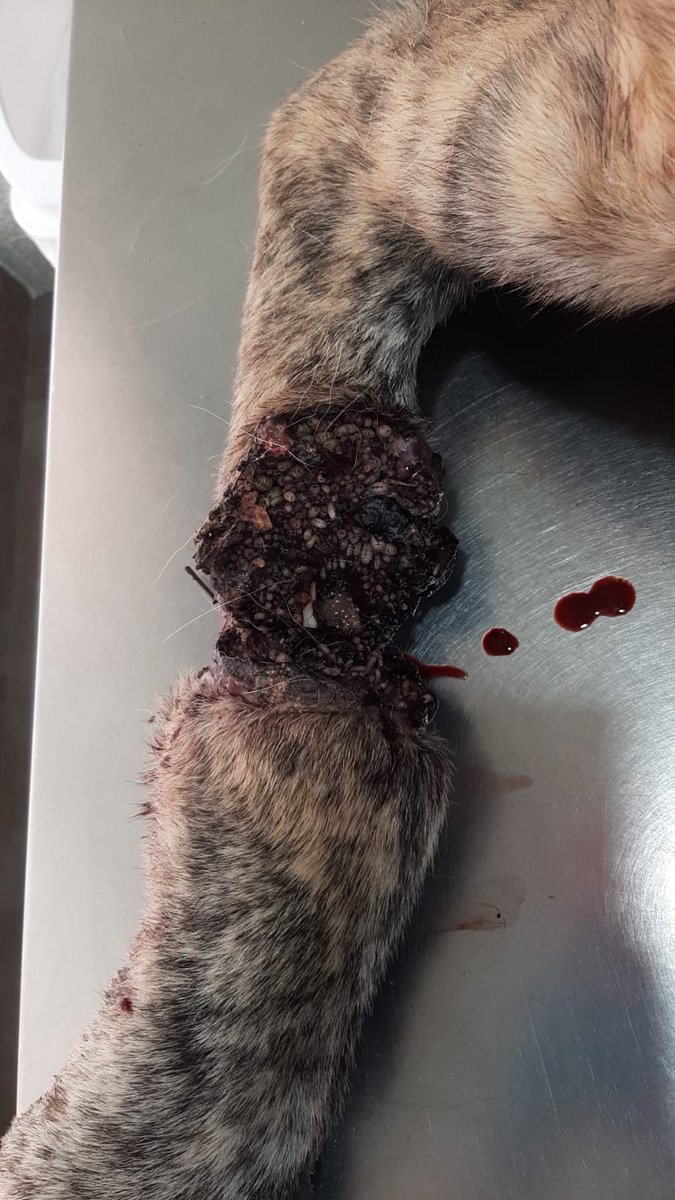 ProtectoraQSDA's tweet photo. Nos avisan de un mastín en muy mal estado, varios voluntarios se acercan al lugar, lo q encuentran es sobrecogedor. Lo recogen y al veterinario. El resultado, amputación de la pata. El culpable, UN LAZO!!!!. Esto no puede quedar impune. @guardiacivil @MedioAmbAND 
@HoraJaen 👇 https://t.co/gTUqJpsFRS