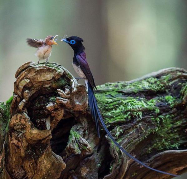 Weird_AnimaIs's tweet photo. Japanese paradise flycatcher father and baby.

(Photo Nobby Clarke) https://t.co/1S8jnorM8h