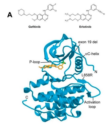 A review by Professor Marisa Martin-Fernandez (OCTOPUS) has highlighted the usefulness of fluorescence imaging to help improve the effectiveness of a common type of lung cancer treatment. Find out more➡️ tinyurl.com/49xn44a4