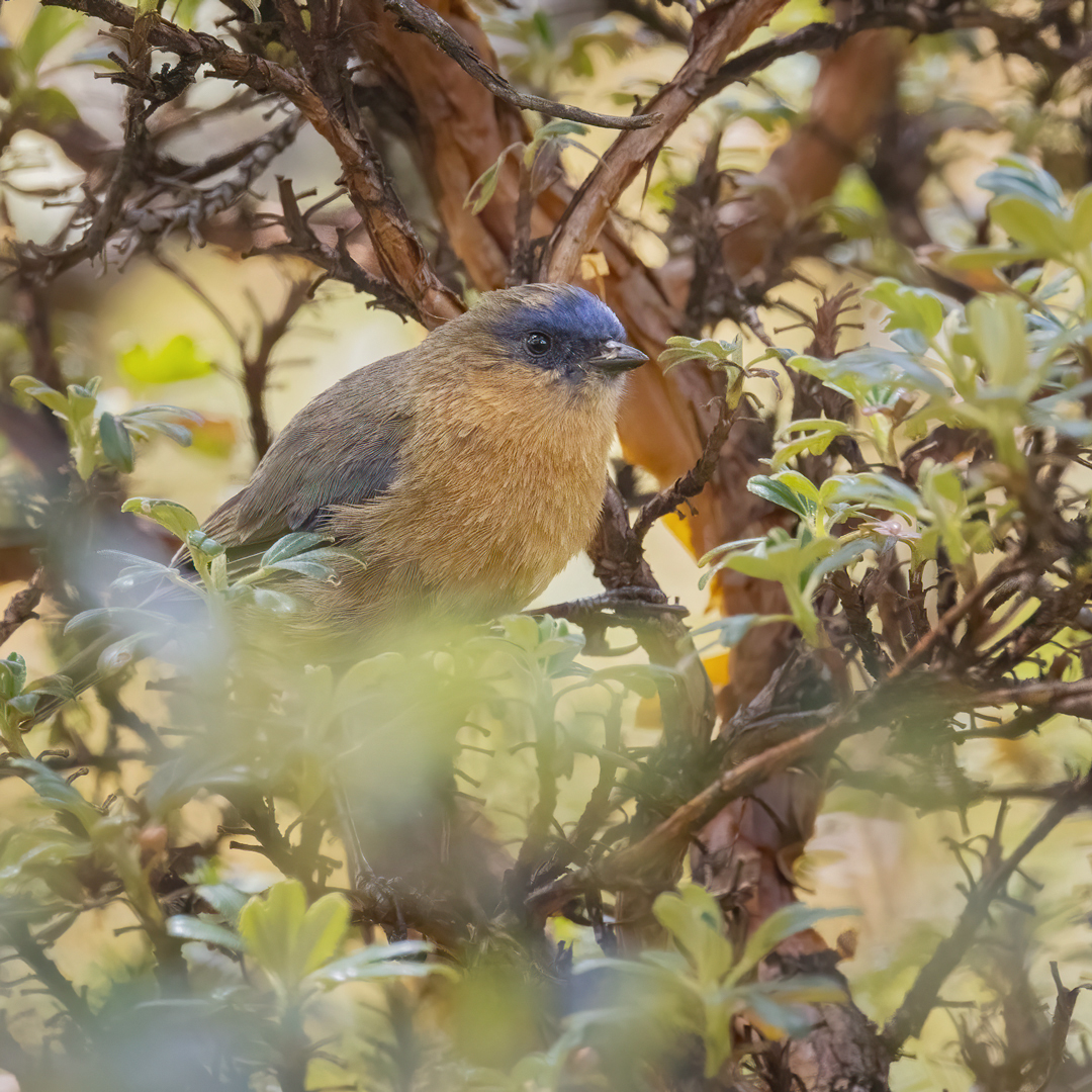Target species #4 Tit-like Dacnis  - a habitat specialist found in Gynoxis shrub, which commonly grows in Polylepis forests. Our expedition brought new genetic material from the Ecuadorian population. <a href="/Macroecology/">CMEC</a> <a href="/VILLUMscience/">Science at VILLUM</a>