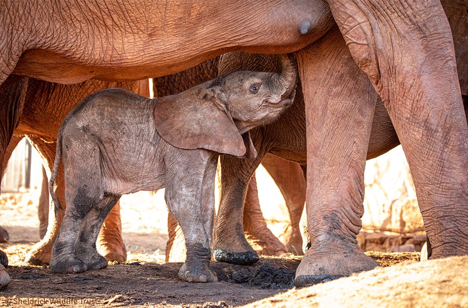 Wimbi, Wendy’s third daughter & the 51st elephant known to be born to an orphan we rescued & raised. Her birth this month reminds us that, in saving her mum all those years ago, we are helping forge a future generation of elephants. Full story at sheldrickwildlifetrust.org/news/updates/w…